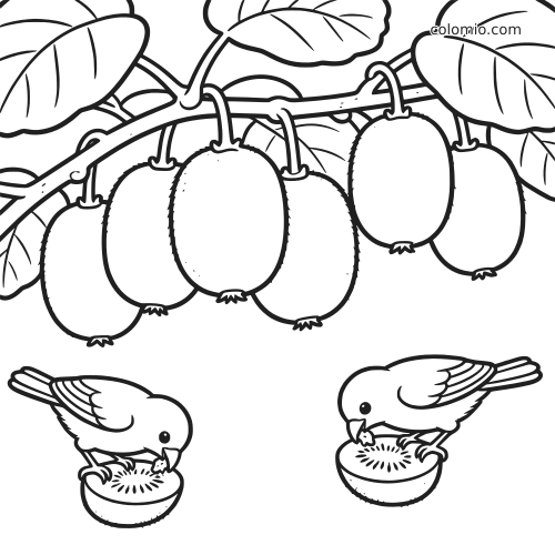 Disegno da colorare in bianco e nero con kiwi appesi ai rami e due uccellini che beccano metà frutti in basso.