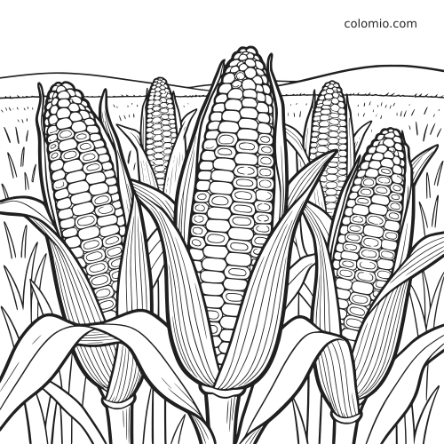 Illustrazione in bianco e nero di diverse pannocchie di mais con le brattee aperte, vicine tra loro in un campo.