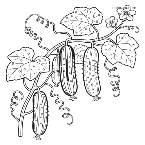 Illustrazione in bianco e nero di diversi cetrioli dettagliati appesi a una vite nell'orto, con foglie, fiori e viticci arricciati.