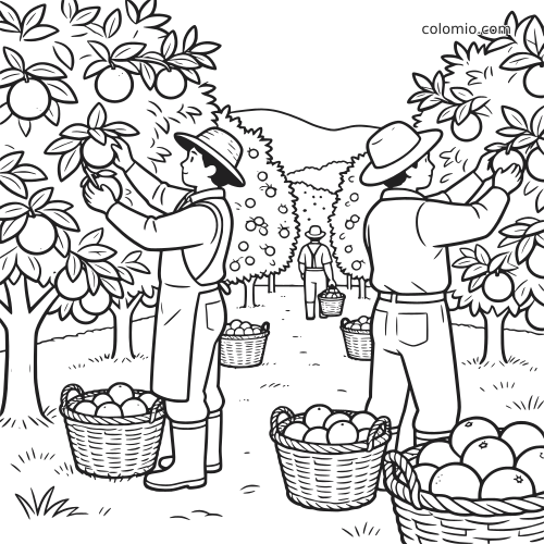 Scena in bianco e nero con lavoratori che raccolgono arance in un aranceto, con cesti pieni di frutti e filari di alberi.