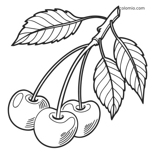 Tre ciliegie appese a un gambo con tre foglie dettagliate, raffigurate in un disegno botanico realistico in bianco e nero.