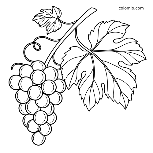 Un semplice grappolo d'uva su un tralcio, con acini rotondi, una grande foglia, una foglia piccola e viticci arricciati.