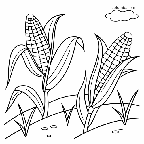 Disegno in bianco e nero di due pannocchie di mais con foglie nel campo, con filari curvi, ciuffi d’erba e una piccola nuvola.