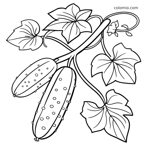 Disegno in bianco e nero di due cetrioli appesi a una vite, con grandi foglie e steli lunghi e curvi.