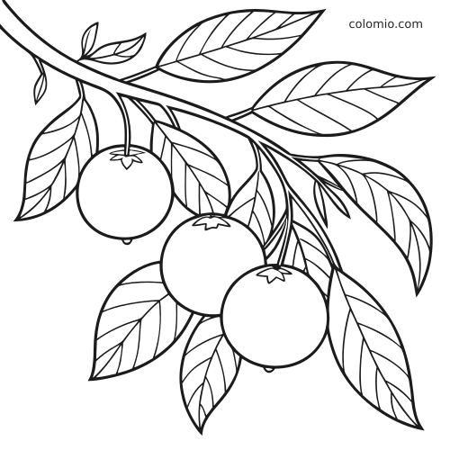 Disegno in bianco e nero di tre arance appese a un ramo d'albero con grandi foglie.