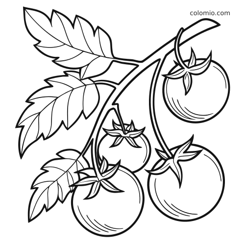 Disegno da colorare in bianco e nero con un grappolo di pomodori sul ramo, foglie larghe e contorni semplici e puliti.