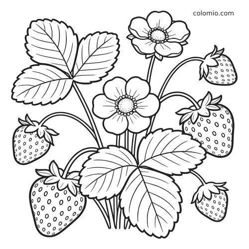 Een gedetailleerde aardbeienplant met grote bladeren, bloemen en meerdere rijpe aardbeien in strakke zwarte contouren.