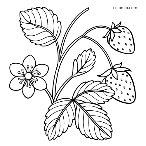 Een eenvoudige lijntekening van een aardbeienplant met één bloem, enkele bladeren en twee hangende rijpe aardbeien.