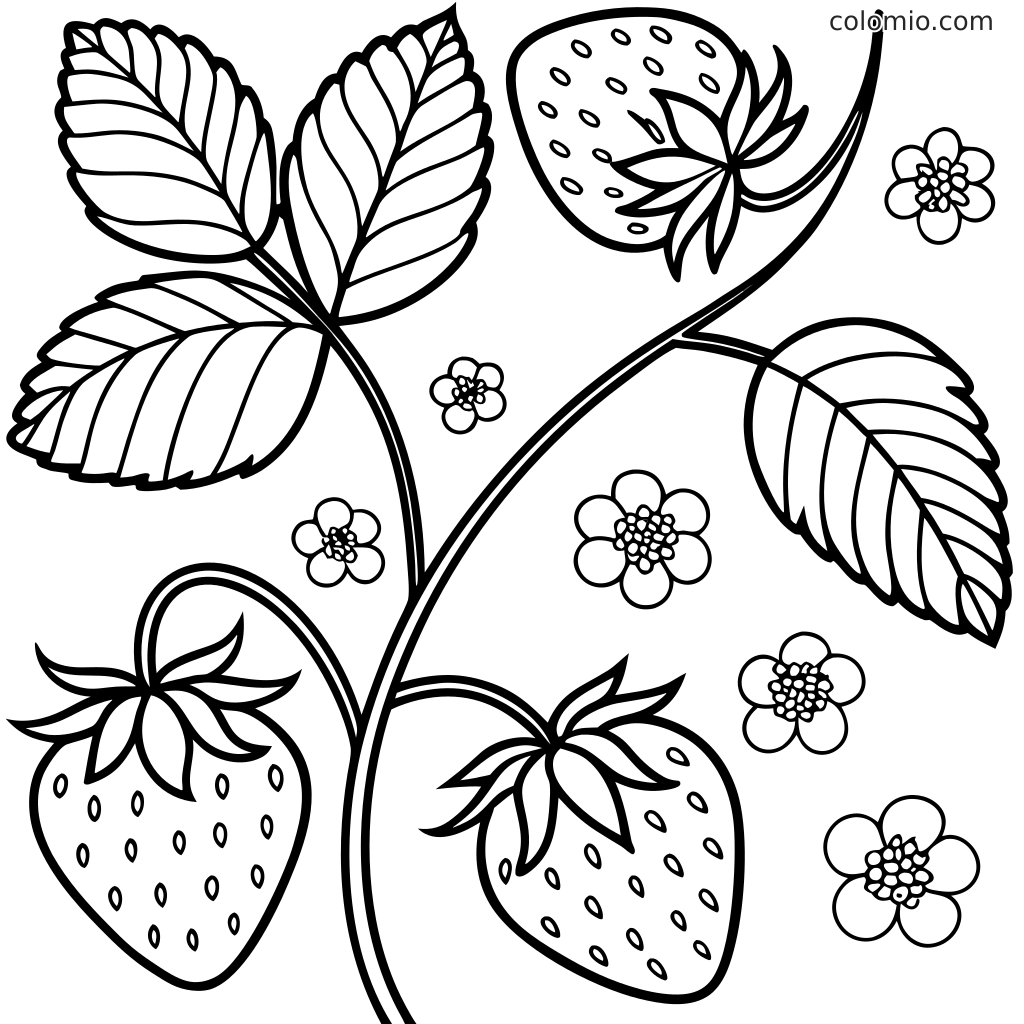 Sort-hvid farvelægningsside af en jordbærplante med tre jordbær, store blade, stængler og små blomster.