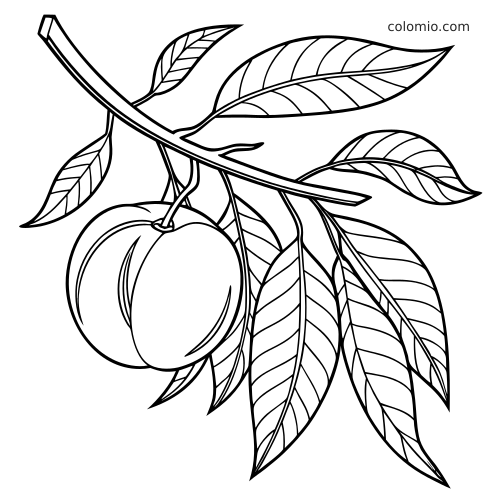 Disegno al tratto di due pesche appese a un ramo con diverse foglie, in uno stile botanico semplice.