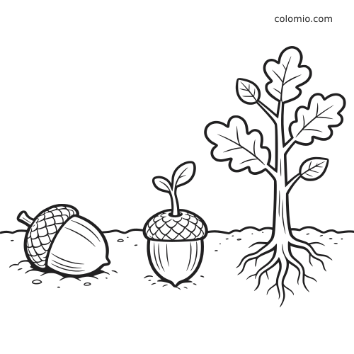 Ilustração em preto e branco mostrando uma bolota em etapas, da semente com broto até uma pequena muda de carvalho com raízes e folhas.