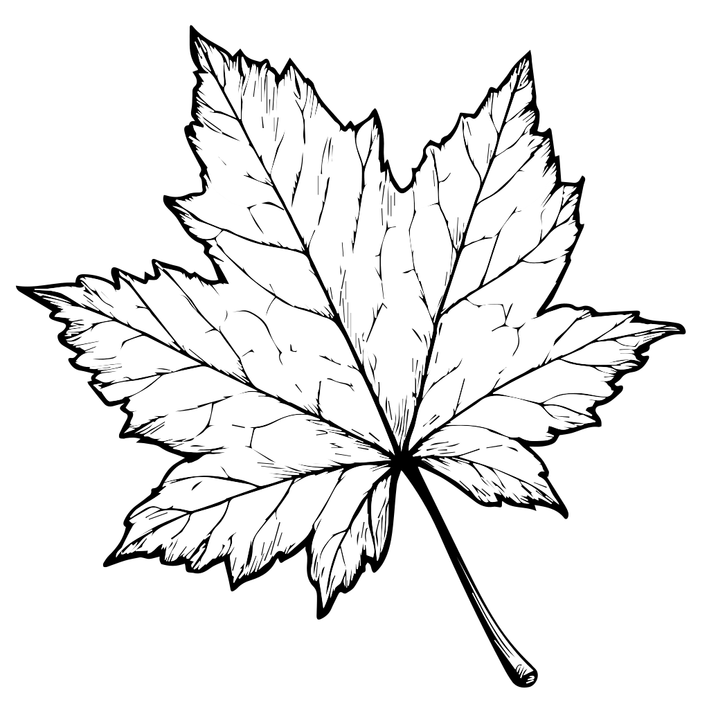 Sort-hvid kontur af et ahornblad, velegnet til farvelægningsaktiviteter.