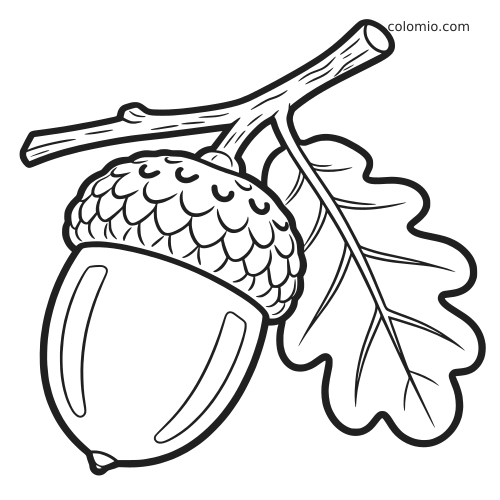 Uma bolota simples presa a um galho com uma folha de carvalho, desenhada com contornos pretos grossos para colorir.