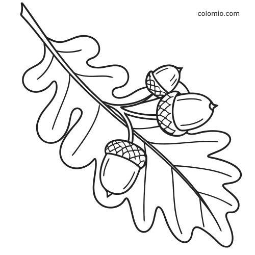 Desenho de contorno simples com duas folhas de carvalho e três bolotas presas a um galho, em estilo fácil de colorir.