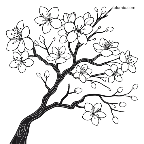 Zwart-witte lijntekening van een kersenbloesemtak van dichtbij, met open bloesems en meerdere gesloten knoppen.